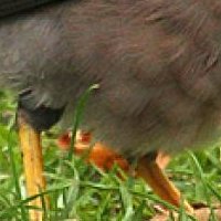 Minah Bird Alaston